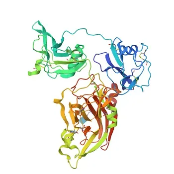 Anticorpo Monoclonal Anti-LOXL2 para WB, ELISA - Q9Y4K0