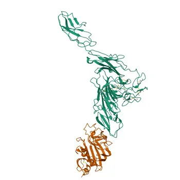 Rabbit anti-Human Tie-2/CD202b Monoclonal Antibody for FC - Q02763