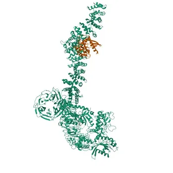 Anti-Rab12 Rabbit Monoclonal Antibody [KO Validated] for WB and ELISA - Q6IQ22