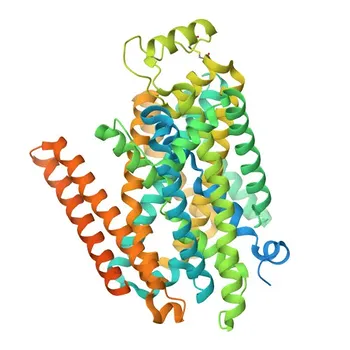 Anticorpo Monoclonal Anti-DMT1/SLC11A2 para WB - P49281