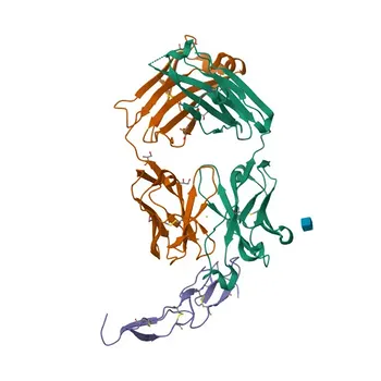 Моноклональное антитело против CD262/DR5/TRAILR2 для FC, ELISA - O14763