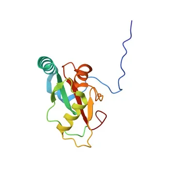 Anticorpo Monoclonal Anti-SAMM50 para WB, IHC-P, ELISA - Q9Y512