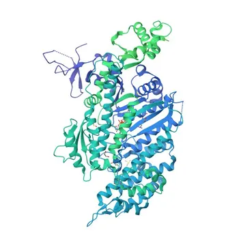 Anticorpo Monoclonal Anti-SMMHC/MYH11 para WB, IF-P, IHC-P, ELISA - P35749