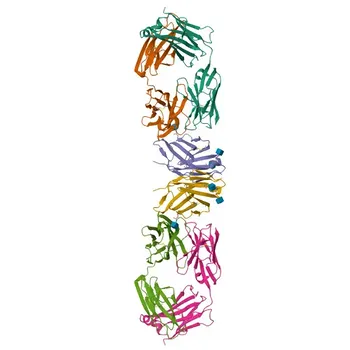 Anticorpo monoclonale coniglio anti-Umano CD28 per citometria a flusso - P10747