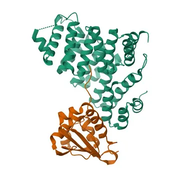 Anticorpo Monoclonal de Coelho Anti-Proteína Carreadora de Esterol 2 (SCP2) para WB, IHC-P, IF/ICC, ELISA - P22307
