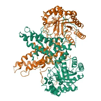 Anti-MGEA5/OGA Monoclonal Antibody for WB, IHC-P, ELISA - O60502