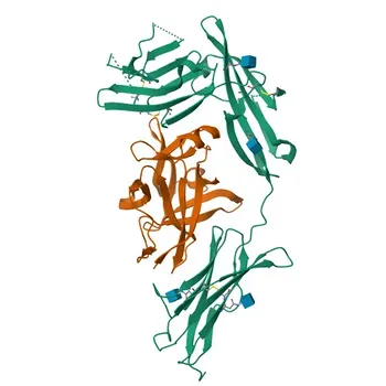 PE Rabbit anti-Human IL18R1/IL-18 R alpha Monoclonal Antibody for FC - Q13478