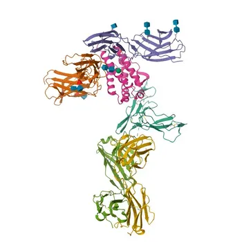 Anti-CD25 Rabbit Monoclonal Antibody for WB, IF/ICC, ELISA - P01589