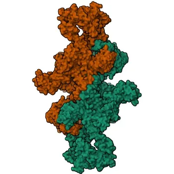 Anti-Thyroglobulin Rabbit Monoclonal Antibody for IF-P, IHC-P, ELISA - P01266