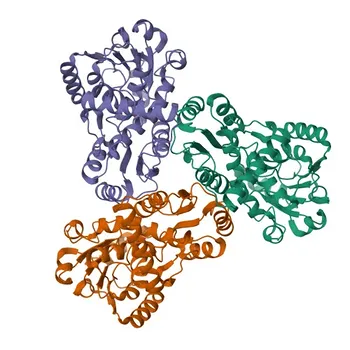 Anticorpo Monoclonal de Coelho Anti-OTC para WB, IF-P, ELISA - P00480