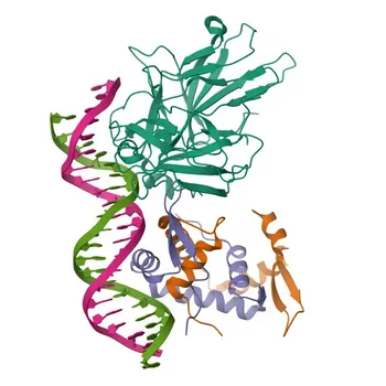 Anticorpo Monoclonale Anti-FOXP3 per WB, IP, ELISA - Q9BZS1