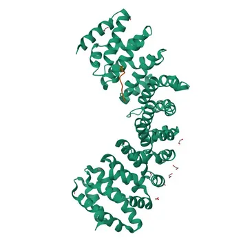 Anti-KPNA2 Rabbit Monoclonal Antibody for WB and ELISA - P52292