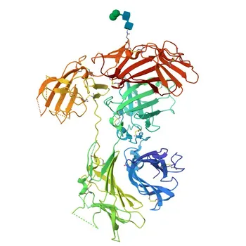 Anti-Cation-independent M6PR (IGF2R) Monoclonal Antibody for WB, IF/ICC, ELISA - P11717