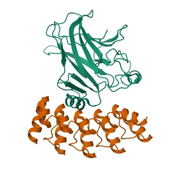 Anticorpo Monoclonal de Coelho Anti-p63 para WB, ELISA, ChIP - Q9H3D4