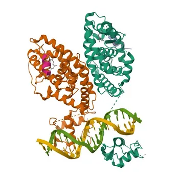 Anticorpo Monoclonal Anti-RARβ para WB, IF/ICC, ELISA - P10826