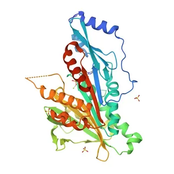 Anti-KIF2C/MCAK Rabbit Monoclonal Antibody for WB, ELISA - Q99661
