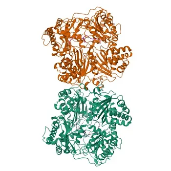 Anticorpo Monoclonal de Coelho Anti-C-Peptide para IF/ICC, IF-P, IHC-P, ELISA - P01308