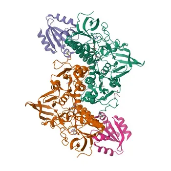 Anti-Human Thioredoxin Reductase 1/TRXR1 Rabbit Monoclonal Antibody for WB, ELISA - Q16881