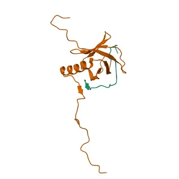 Anti-FRS2 Rabbit Monoclonal Antibody for WB, IHC-P, IF/ICC, ELISA - Q8WU20