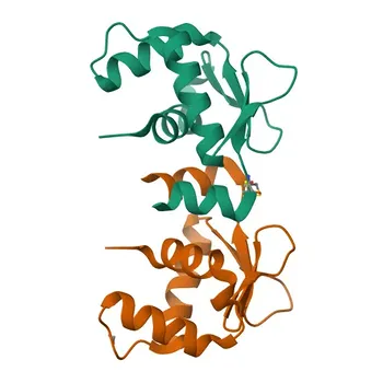Anticorpo Monoclonal Anti-ETV1 para WB, IP, ELISA, ChIP - P50549