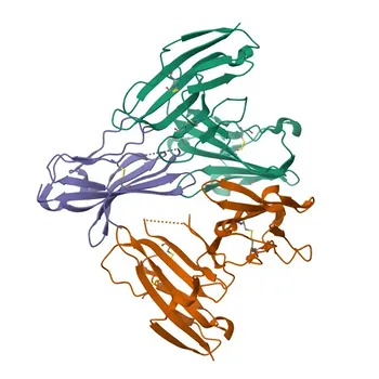 Anti-CD226/DNAM-1 Rabbit Monoclonal Antibody for WB, ELISA - Q15762