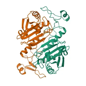 Anti-Peroxiredoxin 6 Rabbit Monoclonal Antibody (KD Validated) for WB, IHC-P, ELISA - P30041