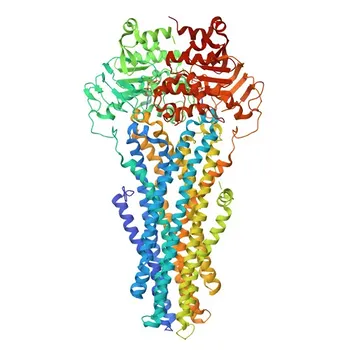 Anti-P Glycoprotein Monoclonal Antibody for WB, IF-P, IHC-P, ELISA - P08183