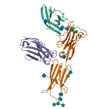 CD275 Rabbit mAb for WB, ELISA - O75144