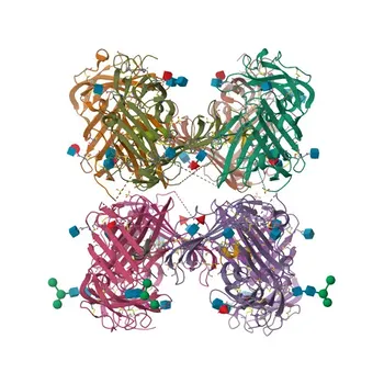 Anticorpo monoclonale coniglio anti-Umano CD87/PLAUR per citometria a flusso - Q03405