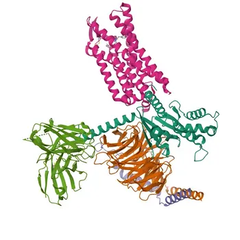 Anticorpo Monoclonal de Coelho Anti-CCR8 para WB, IF/ICC, ELISA - P51685