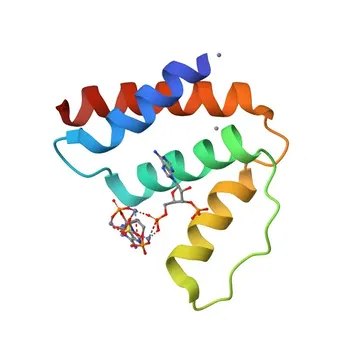 Anti-DBI Rabbit Monoclonal Antibody for WB and ELISA - P07108