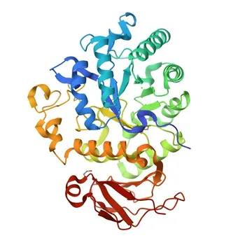 Anticorpo Monoclonal ABflo 647 Anti-CD98 (SLC3A2) de Rato para Citometria de Fluxo - P10852