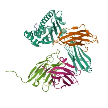 Anticorpo monoclonale Anti-Mouse CD8a per FC - P01731