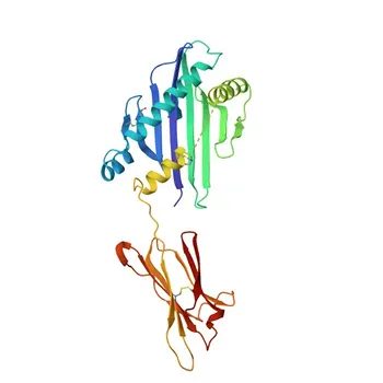 PE Rabbit anti-Human MICA/MICB Monoclonal Antibody for FC - Q29983 / Q29980