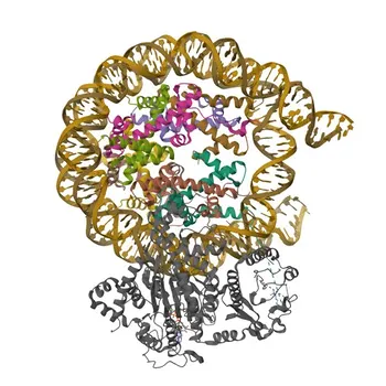 Anti-CHD1 Anticorpo Monoclonal de Coelho para WB, ELISA - O14646