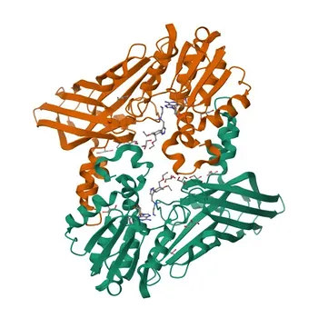 Anti-PRMT1 Anticorpo Monoclonal de Coelho para WB, IHC-P, IF/ICC, ELISA - Q99873