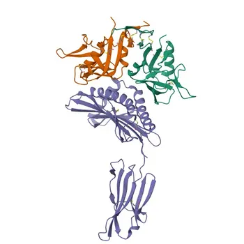 PE/Cyanine7 Coelho anti-Humano CD314 Anticorpo Monoclonal para FC - P26718