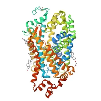 Anticorpo Monoclonal de Coelho para Transportador de Dopamina/DAT para WB, IHC-P, ELISA - Q01959