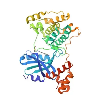 Anticorpo monoclonal de coelho Anti-MELK/HPK38 para WB, ELISA - Q14680