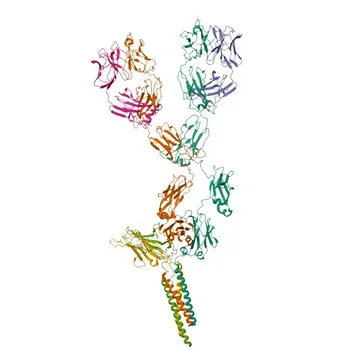 Anticorpo Monoclonal de Coelho Anti-IgM de Camundongo para WB, IF, IHC, ELISA - P01872