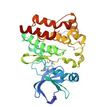 Anticorpo Monoclonal Anti-ITK/EMT para WB, ELISA - Q08881