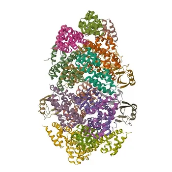 MAVS mAb de Coelho para WB, IHC-P, IF/ICC, ELISA - Q7Z434