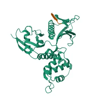 Anticorpo Monoclonal de Coelho Anti-CD10 para WB, FC, ELISA - Q61391