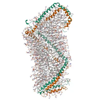 Anticorpo Monoclonal Anti-Apolipoproteína A1/APOA1 para WB, IF/ICC, ELISA - P02647