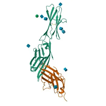 Anticorpo Monoclonal Coelho PE anti-Humano CD80/B7-1 para FC - P33681