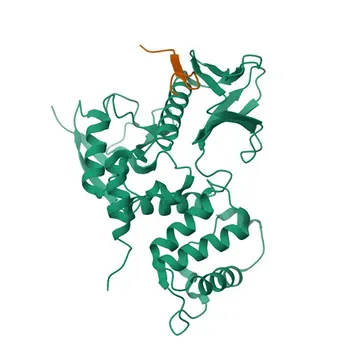 PE Rabbit anti-Mouse CD43 mAb - P15702
