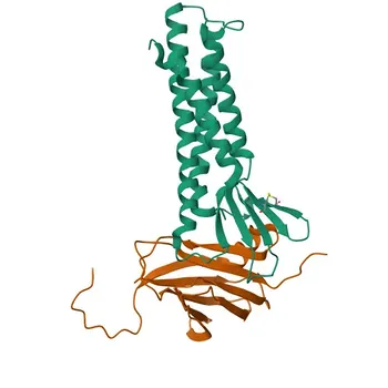 Anticorpo Monoclonal de Coelho Anti-Claudina-4 para WB, IP, ELISA - O14493