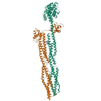 Anti-ACTN2 Rabbit Monoclonal Antibody for WB, IF-P, ELISA - P35609
