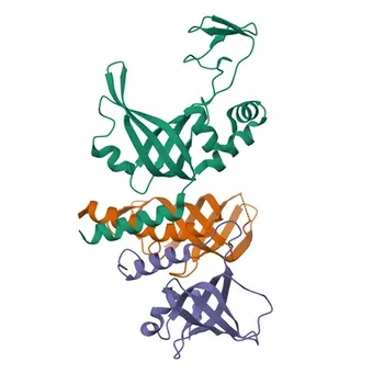 Anticorpo Monoclonal de Coelho Anti-RPA70/RPA1 para WB, IP, ELISA, ChIP - P27694