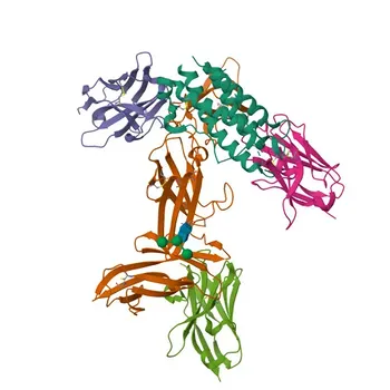 Anti-IL12 Rabbit Monoclonal Antibody for WB and ELISA - P29460